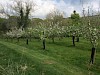 The orchard at Mosser